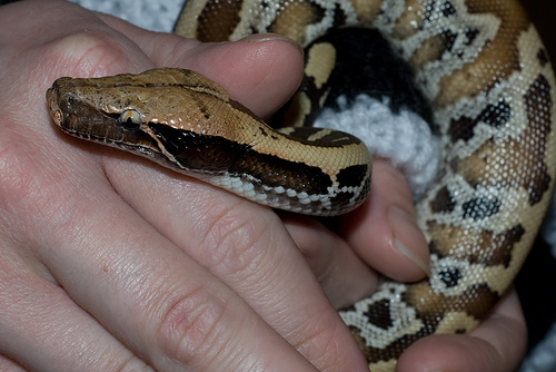 Python-Blood Python Snakes
